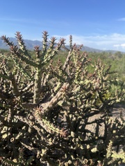 Cylindropuntia thurberi, photograph author not stated, no rights reserved