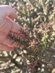 Cylindropuntia thurberi, photograph author not stated, no rights reserved