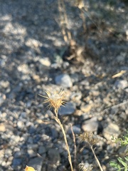 author not stated, no rights reserved Centaurea melitensis, photograph author not stated, no rights reserved