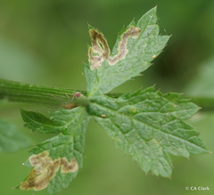 Phytomyza saniculae