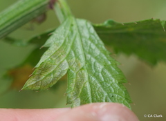 Phytomyza saniculae
