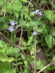 Nemophila phacelioides