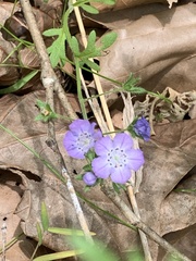 Nemophila phacelioides