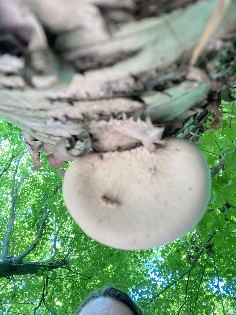 birch polypore · August 2026 · photo: Photo: no rights reserved · iNaturalist