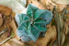 Astrophytum myriostigma