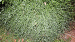 Ephedra triandra