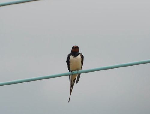 Barn Swallow