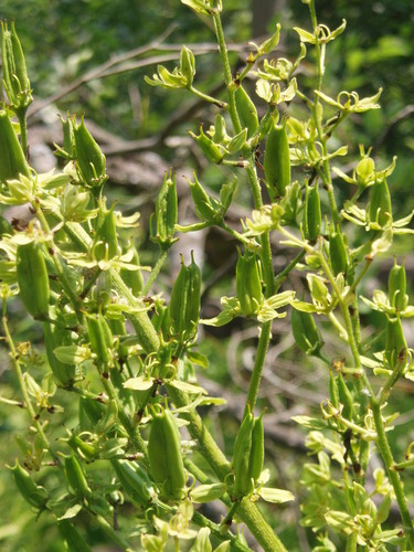 Virginia bunchflower (Melanthium virginicum)