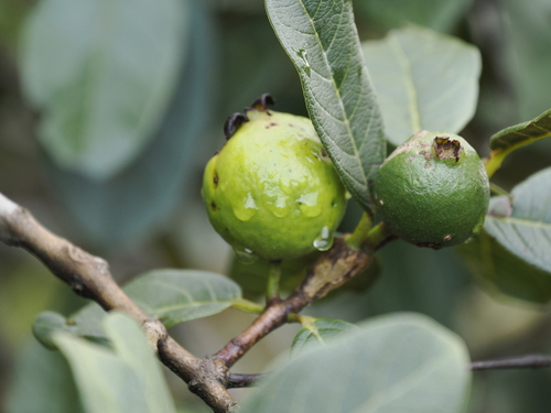 Psidium guineense observed 2026-08-01