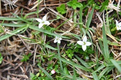 Arcytophyllum serpyllaceum