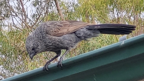 Apostlebird