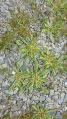 Sclerochloa dura