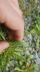 Sclerochloa dura