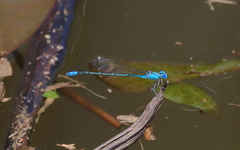 Pseudagrion cingillum