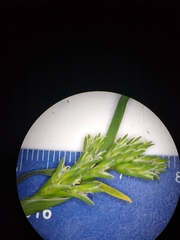 Sclerochloa dura