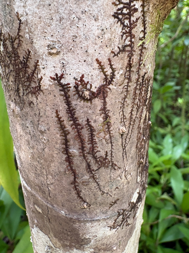 Frullania meyeniana observed 2026-08-02