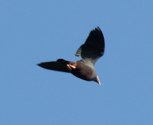 Pinon's Imperial Pigeon (Ducula pinon), photo 4