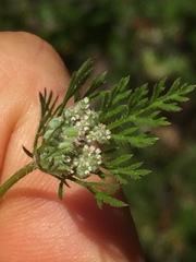Daucus pusillus