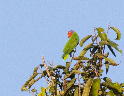 Red-cheeked Parrot (Geoffroyus geoffroyi), photo 4