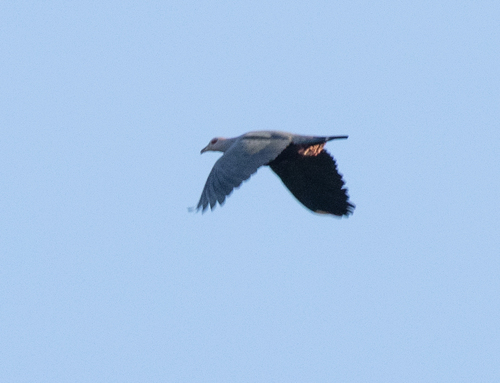 Pinon's Imperial Pigeon (Ducula pinon), photo 9