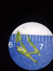Sclerochloa dura