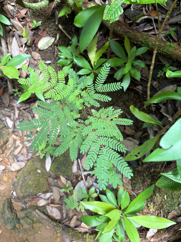 Falcataria falcata observed 2026-08-02