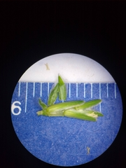 Sclerochloa dura