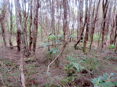 Pseudopanax arboreus