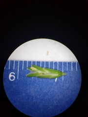 Sclerochloa dura