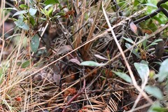 Arctostaphylos × media, photograph (c) Rostyslav Yurechko, some rights reserved (CC BY)