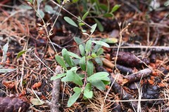 Arctostaphylos × media, photograph (c) Rostyslav Yurechko, some rights reserved (CC BY)