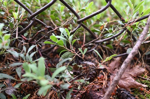 Arctostaphylos × media, photograph 5