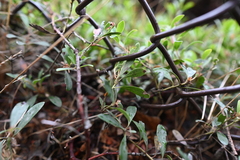 Arctostaphylos × media, photograph (c) Rostyslav Yurechko, some rights reserved (CC BY)