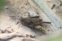 Paratettix mexicanus