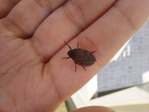 Mahanarva fimbriolata