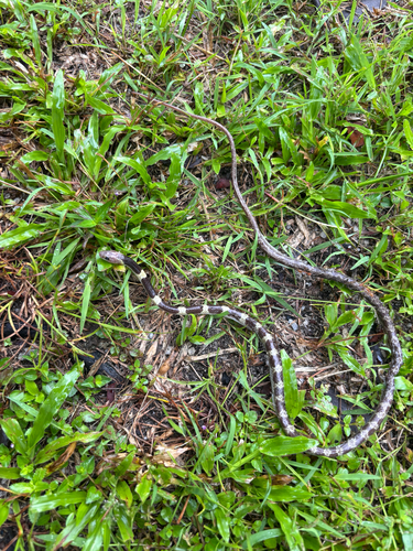 Lycodon subannulatus, 2026-08-04