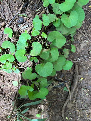 Centella asiatica observed 2026-08-02