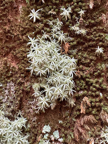 Octoblepharum albidum observed 2026-08-02