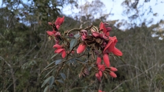 Collaea speciosa