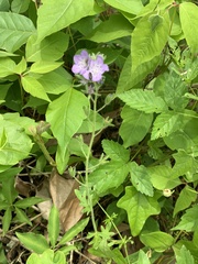 Nemophila phacelioides
