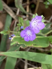 Nemophila phacelioides
