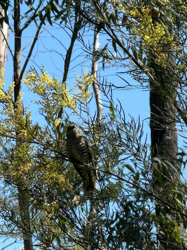 Shining Bronze Cuckoo
