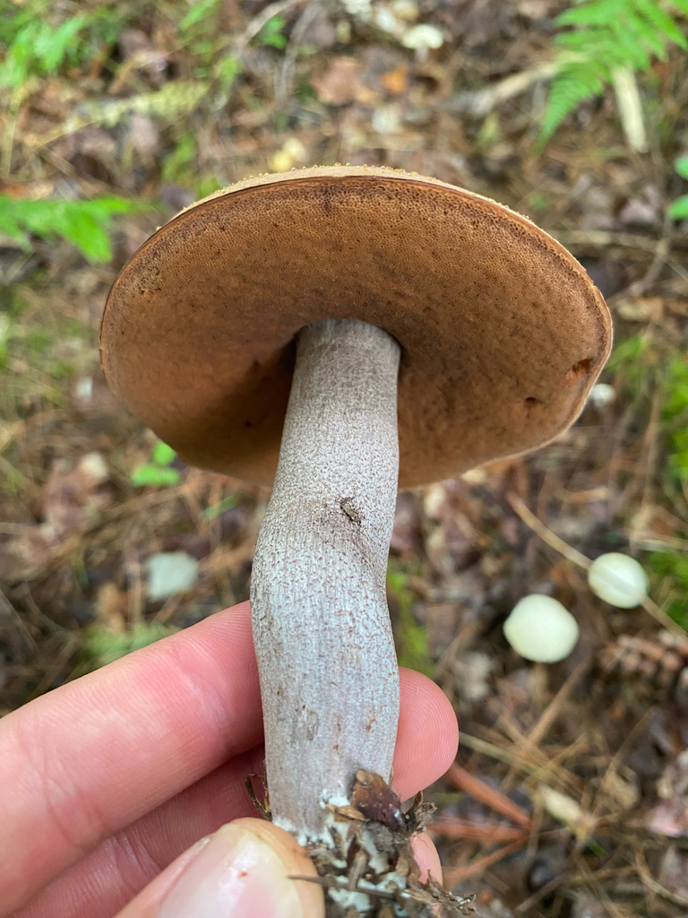 Lilac-brown bolete · August 2026 · photo: Photo: (c) Erik, some rights reserved (CC BY) · iNaturalist