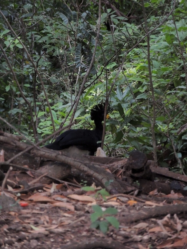 Great Curassow