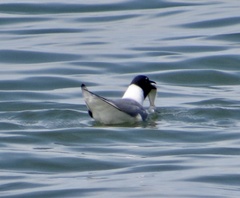 Leucophaeus atricilla