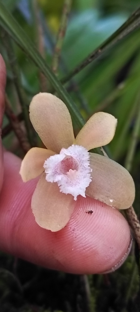 Teuscheria