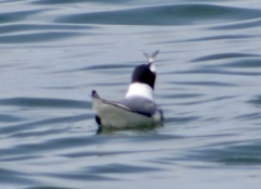 Leucophaeus atricilla