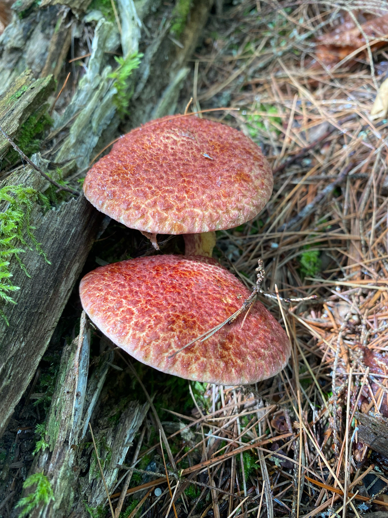Painted Suillus · August 2026 · photo: Photo: (c) Erik, some rights reserved (CC BY) · iNaturalist