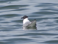 Leucophaeus atricilla