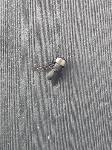 Black Horse Fly